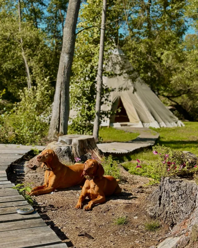 Babí léto u nás v tábořišti třeba i se čtyřnohými parťáky🍂☀️

Rezervace na @bezkempu 🏕️

#taboriste #priroda #ohen #bezkempu #bezlidi #nafarme #kone #zvirata #farmajede #teepee #stanovani