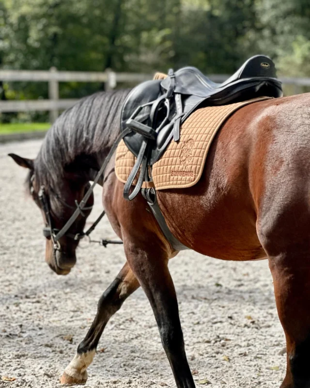 Je neuvěřitelné jak ten čas letí… naše druhé faremní hříbátko letos čtyřletý Charming Gangster FSM už je samostatný jezdecký pony🥹 Má se toho ještě hodně co učit, ale dělá velké pokroky a jsme na něj moc pyšní♥️

Díky @verka_equitat 🙏

#welshpartbred #welshpony #zavalvhenkershof #libertecharlotte #drezurnipony #prodej #ponynaprodej #detiapony #sportovnipony