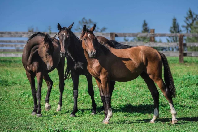 Ti kluci nám ale rostou do krásy🥹

#hrebci #ceskyteolokrevnik #odchovna #oldenburger #hannoveraner #pony #pastevniustajeni #farma #farmajede